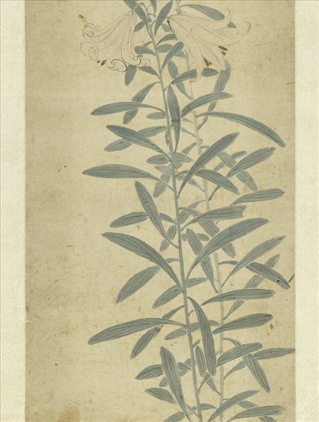 明錢穀百合寫生　軸