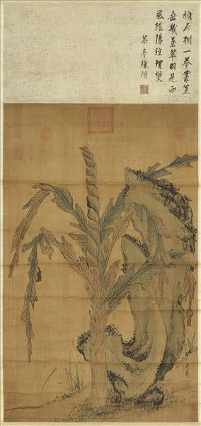 明姜隱文石甘蕉　軸