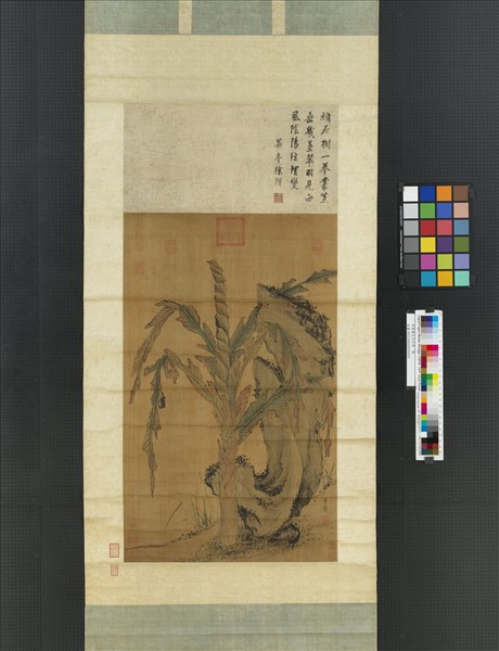 明姜隱文石甘蕉　軸