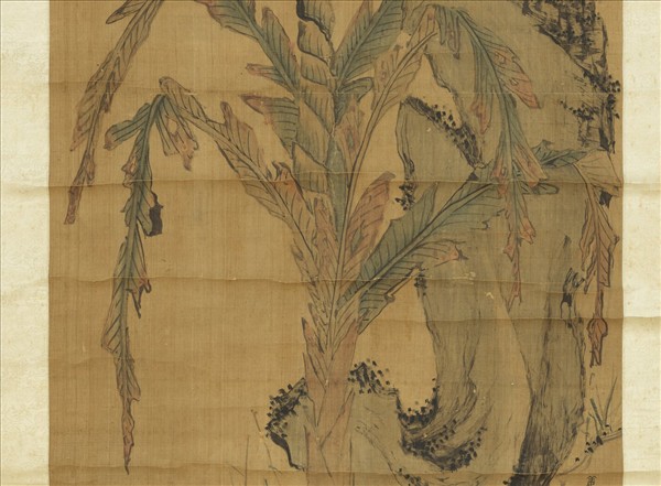 明姜隱文石甘蕉　軸