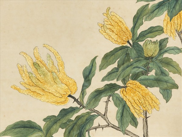 清蔣廷錫佛手寫生　軸