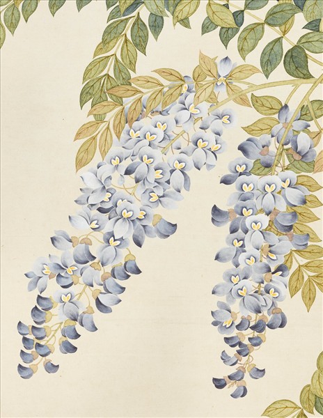 清鄒一桂畫藤花芍藥　軸