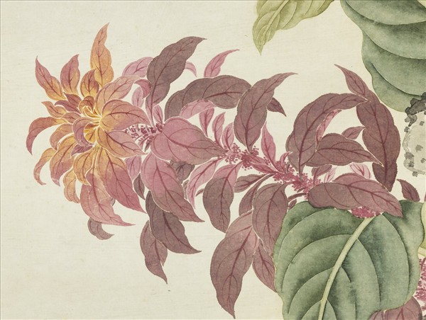 清鄒一桂畫秋英呈艷　軸