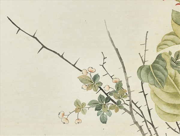 清鄒一桂畫秋英呈艷　軸