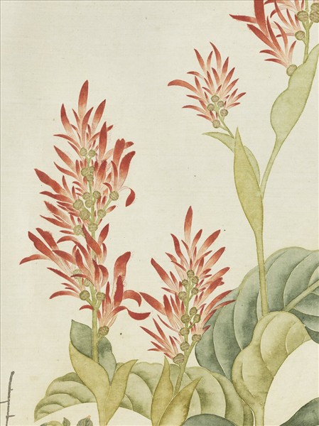 清鄒一桂畫秋英呈艷　軸