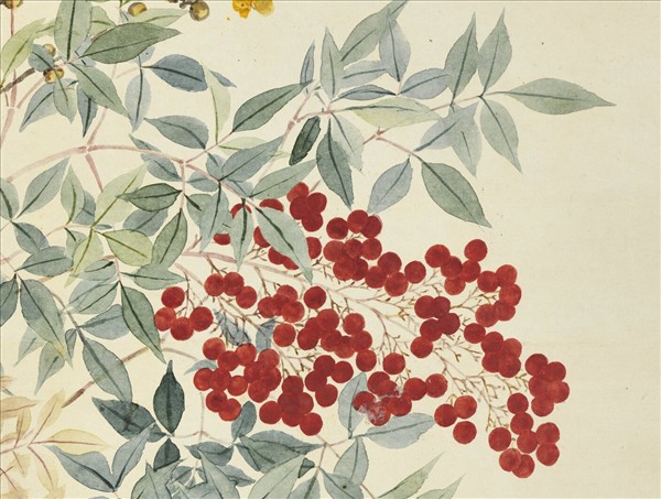 清鄒一桂畫蠟梅天竺山茶　軸