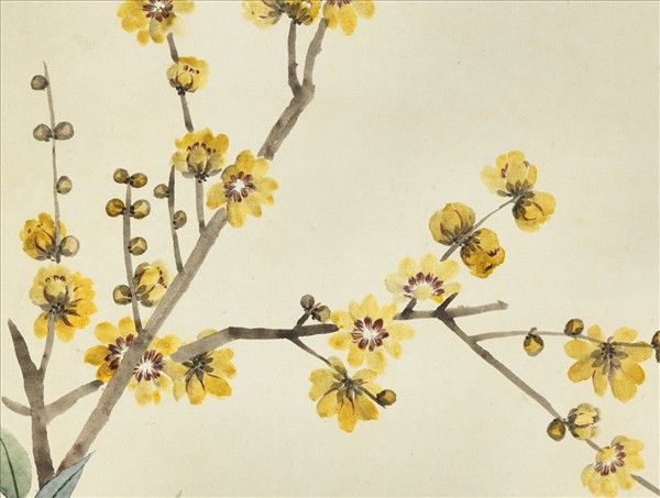 清鄒一桂畫蠟梅天竺山茶　軸