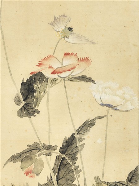 清金廷標畫罌粟　軸