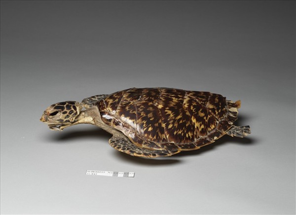 玳瑁雕诗文插屏 玳瑁」 - 全民收藏网