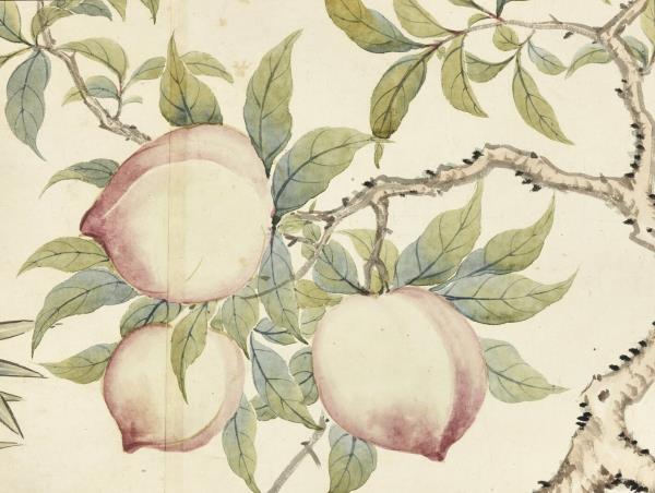 清關槐花卉圖　軸