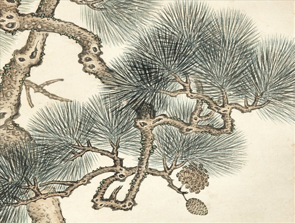 清楊大章松梅文禽　軸