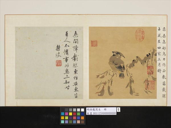 明孫龍寫生　冊　柔桑戴勝