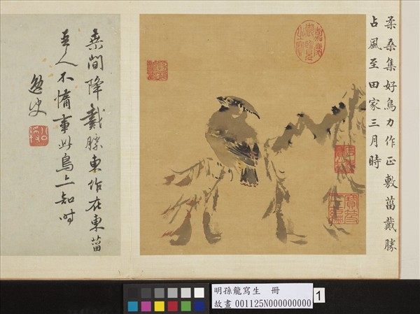 明孫龍寫生　冊　柔桑戴勝