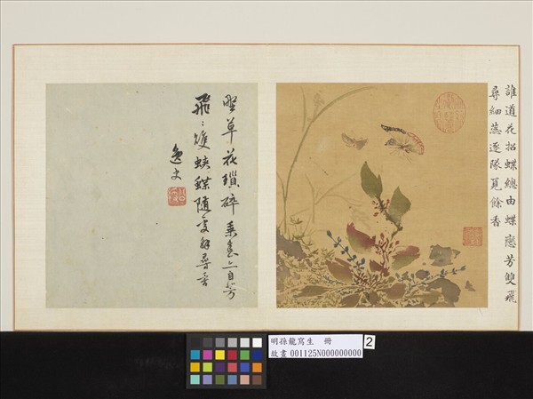 明孫龍寫生　冊　草花蛺蝶