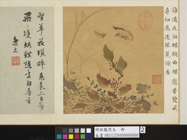 明孫龍寫生　冊　草花蛺蝶