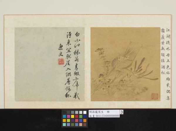 明孫龍寫生　冊　荇藻魚蝦