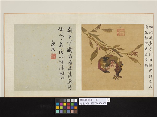 明孫龍寫生　冊　石榴