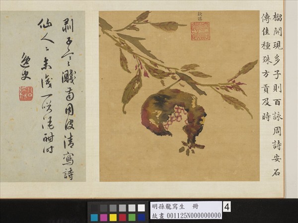 明孫龍寫生　冊　石榴