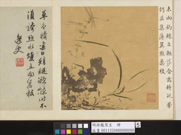 明孫龍寫生　冊　草石蜻蜓