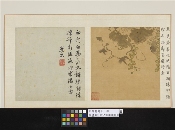 明孫龍寫生　冊　蒲桃