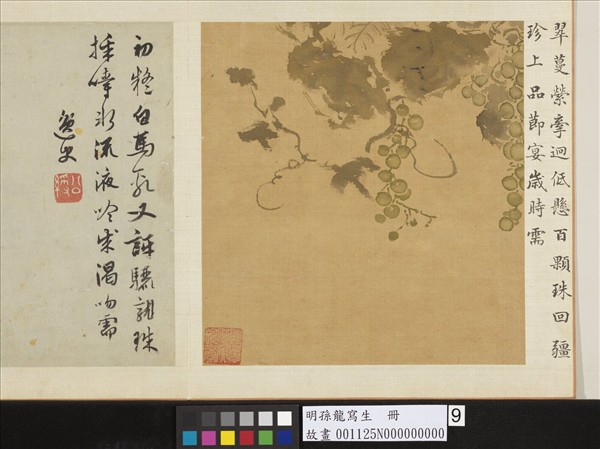 明孫龍寫生　冊　蒲桃