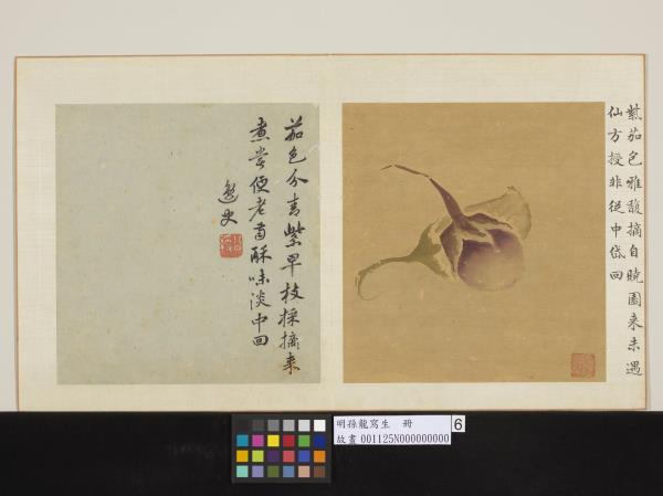 明孫龍寫生　冊　青紫茄