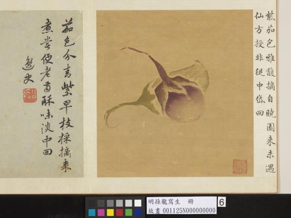 明孫龍寫生　冊　青紫茄