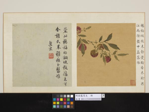 明孫龍寫生　冊　楊梅