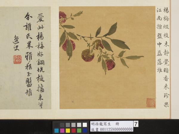 明孫龍寫生　冊　楊梅