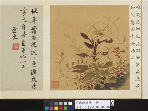 明孫龍寫生　冊　草蟲