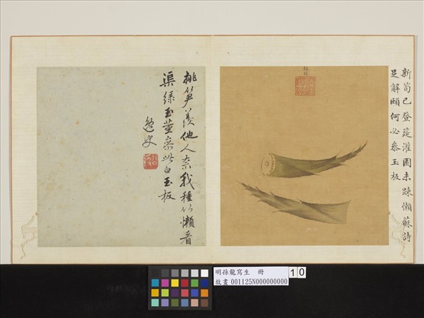 明孫龍寫生　冊　筍