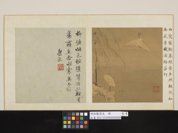 明孫龍寫生　冊　柳塘白鷺