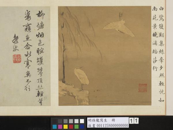 明孫龍寫生　冊　柳塘白鷺