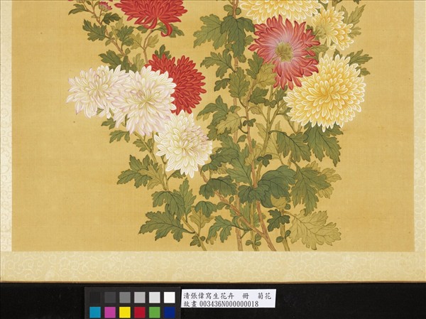 清張偉寫生花卉　冊　菊花