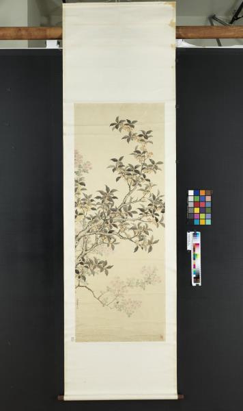 清關槐紫微金桂　軸