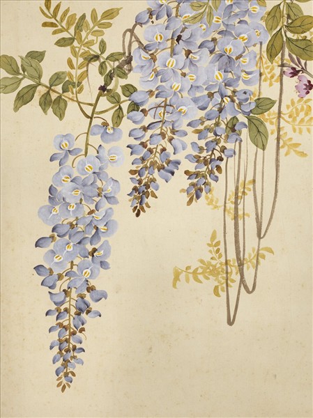 清鄒一桂桃花紫藤　軸