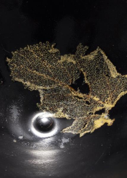 吉州窯 黑釉木葉紋茶盞