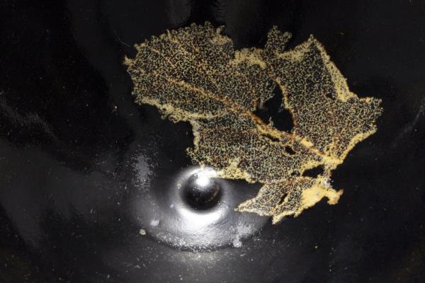 吉州窯 黑釉木葉紋茶盞