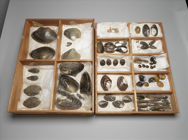 太湖流域貝殼標本