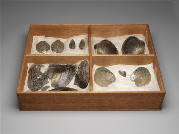 太湖流域貝殼標本