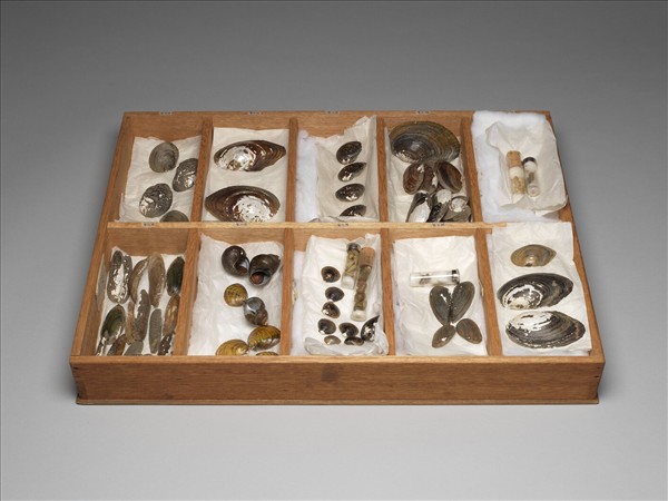 太湖流域貝殼標本