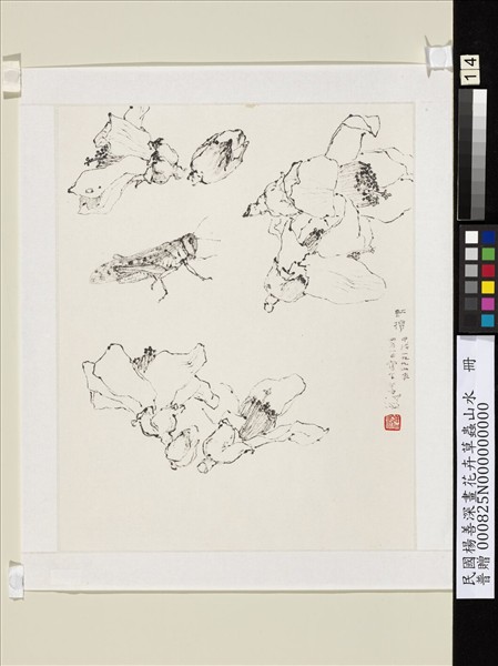 民國楊善深畫花卉草蟲山水　紅棉