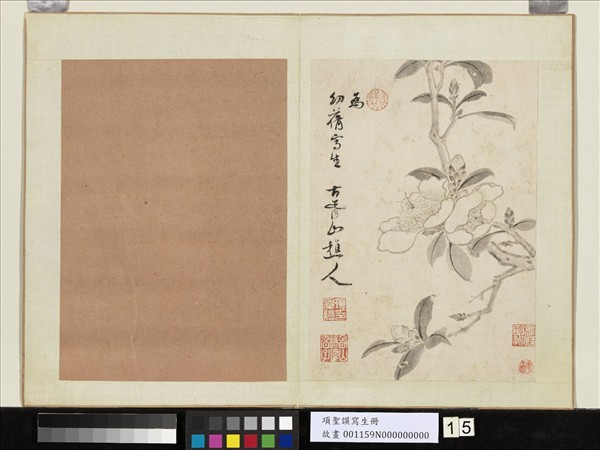 明項聖謨寫生　冊　山茶