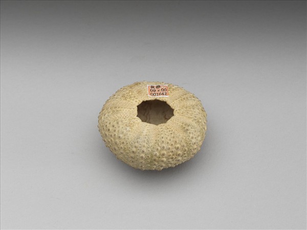 芮氏刻肋海膽標本與青金石韘形佩