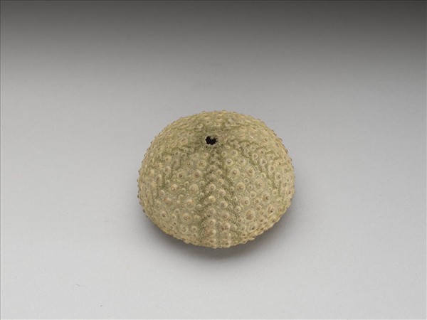 芮氏刻肋海膽標本與青金石韘形佩