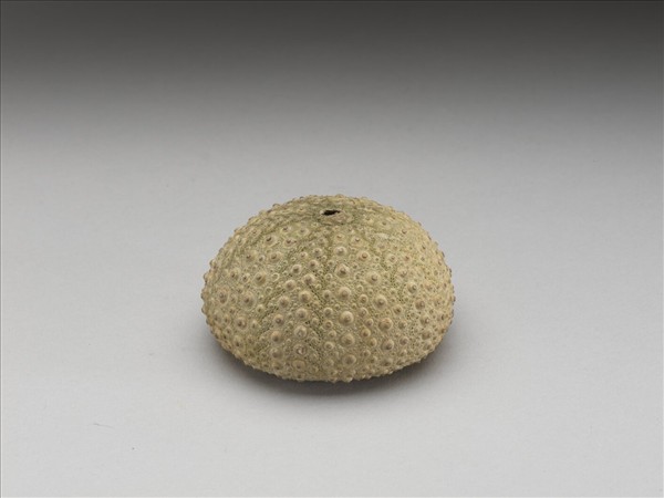 芮氏刻肋海膽標本與青金石韘形佩