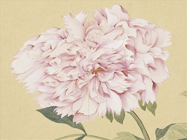 清惲壽平摹古　冊　牡丹