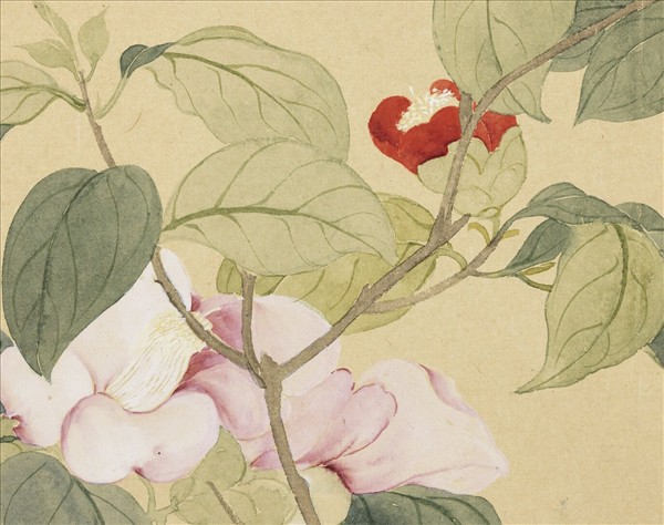 清惲壽平摹古　冊　山茶