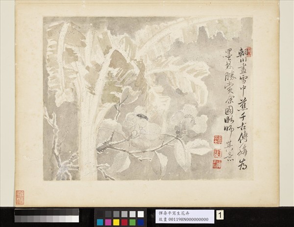 清惲壽平寫生花卉　冊　雪中蕉