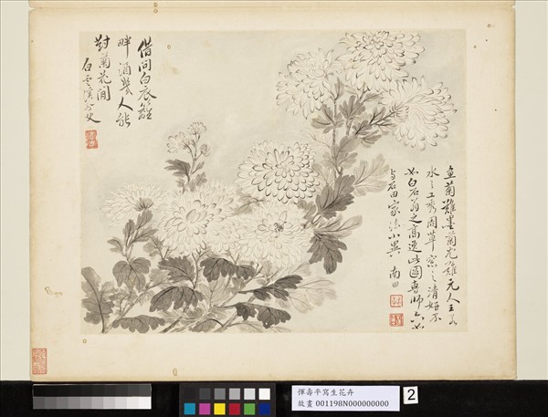 清惲壽平寫生花卉　冊　墨菊